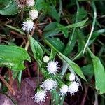 Ageratum conyzoides (L.) L.Flower