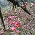 Euonymus europaeus Frucht