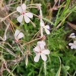 Pelargonium quinquelobatum Flors