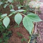 Philadelphus subcanus Hoja