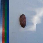 Dacryodes edulis Fruit