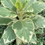 Nicotiana tomentosa Blad