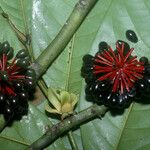 Guatteria punctata 果實