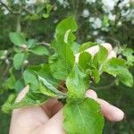 Malus sylvestris Leaf