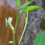 Bauhinia tomentosa Frucht