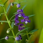 Angelonia biflora Flor
