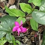 Cyclamen coum Λουλούδι