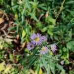 Erigeron speciosus Çiçek