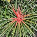 Bromelia pinguin Leaf