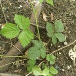 Rubus flagellaris Leaf