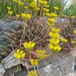 Petrosedum montanum Habitus