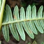 Pteridium aquilinum পাতা