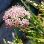 Mutellina adonidifolia 花
