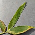 Phyllostachys aurea Leaf