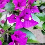 Bougainvillea spectabilis Květ