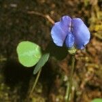 Parochetus communis Flor