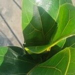 Ficus lyrata ഇല