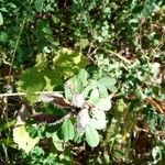 Chamaecytisus supinus Leaf