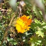 Calendula stellata Flower