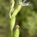 Silene nocturna Floare