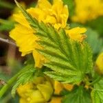 Kerria japonica পাতা