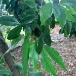 Goniorrhachis marginata Hoja