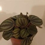 Peperomia albovittata Leaf