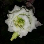 Eustoma grandiflorum Fleur