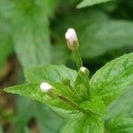 Epilobium roseum Fiore