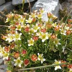 Saxifraga exarata 花