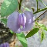 Centrosema virginianum Flower