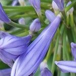 Agapanthus africanus Flower