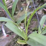 Polystachya odorata Blatt