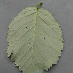 Rubus winteri Blad