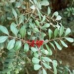 Pistacia lentiscus Leaf