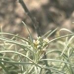 Parolinia intermedia Flower