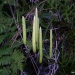 Lycopodium volubile Froito