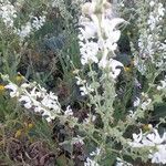 Salvia argentea Flower