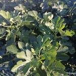 Ficus carica Агульны выгляд