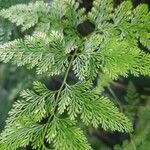 Davallia fejeensis Blatt