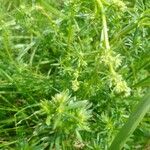 Galium albumBlad