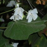 Dombeya burgessiae Цвят