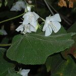 Dombeya burgessiae Λουλούδι