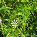 Stellaria graminea फूल