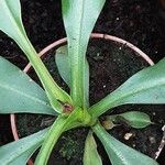 Nepenthes alata Blatt