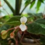 Begonia imperialis