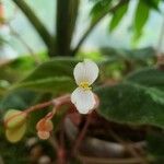 Begonia imperialis Kwiat