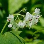 Hydrophyllum appendiculatum Květ