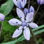 Scilla verna Blüte