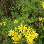 Senecio squalidus പുഷ്പം